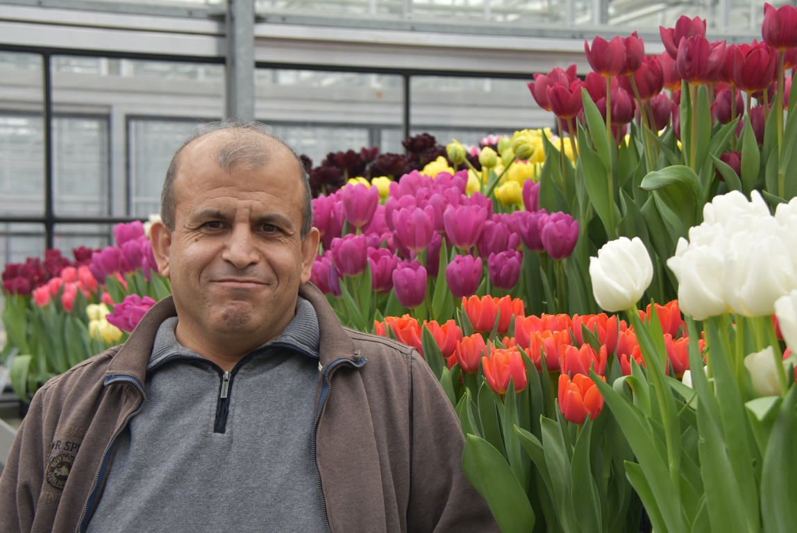 Syriër Mohamad Omar helpt bij tulpenproject Hobaho
