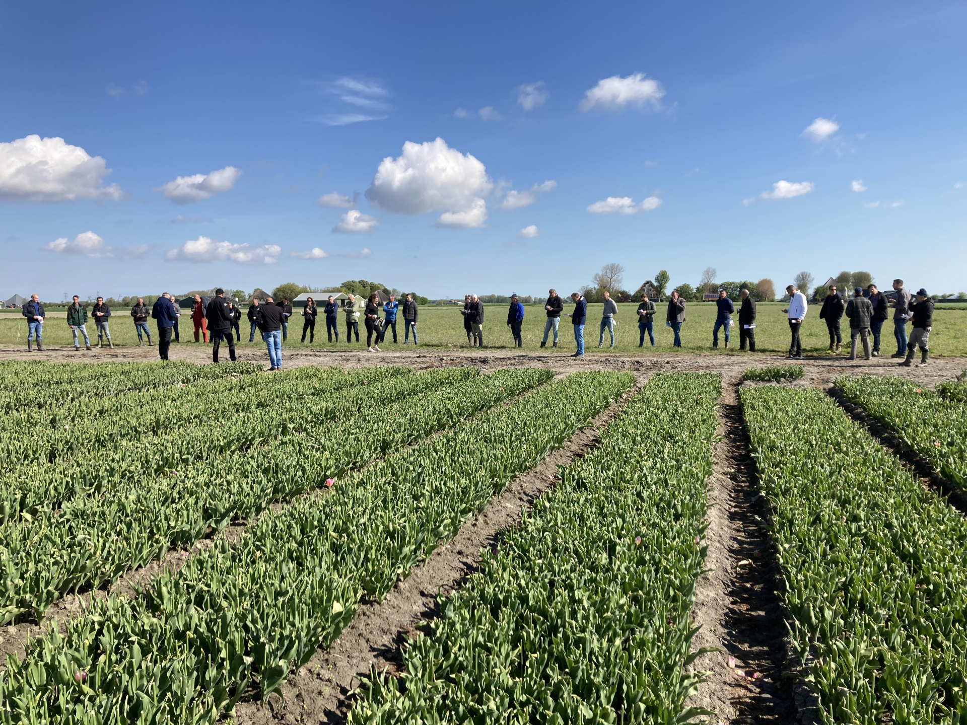 Mooie prijzen op groene veiling