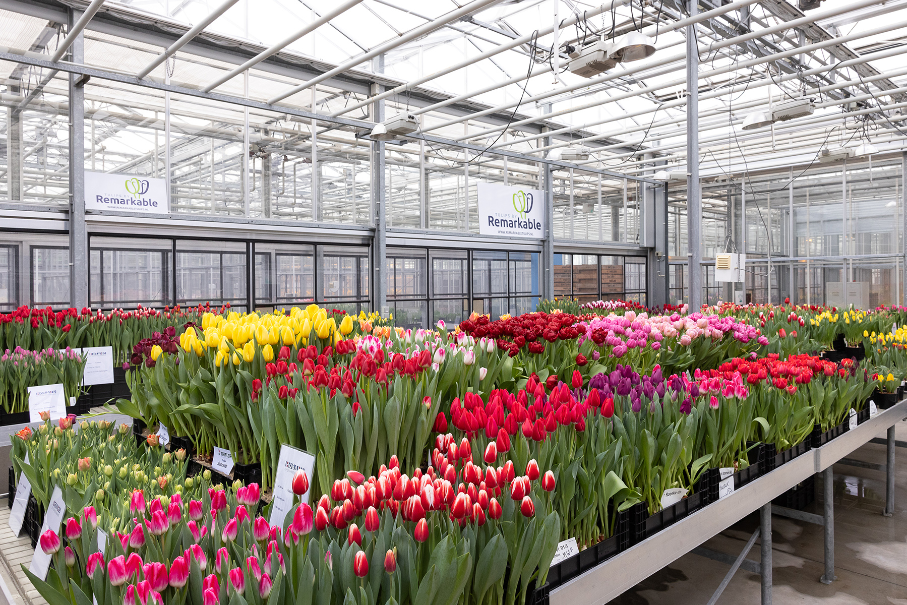 Marktbroeishow tweede trek: 1 en 2 februari