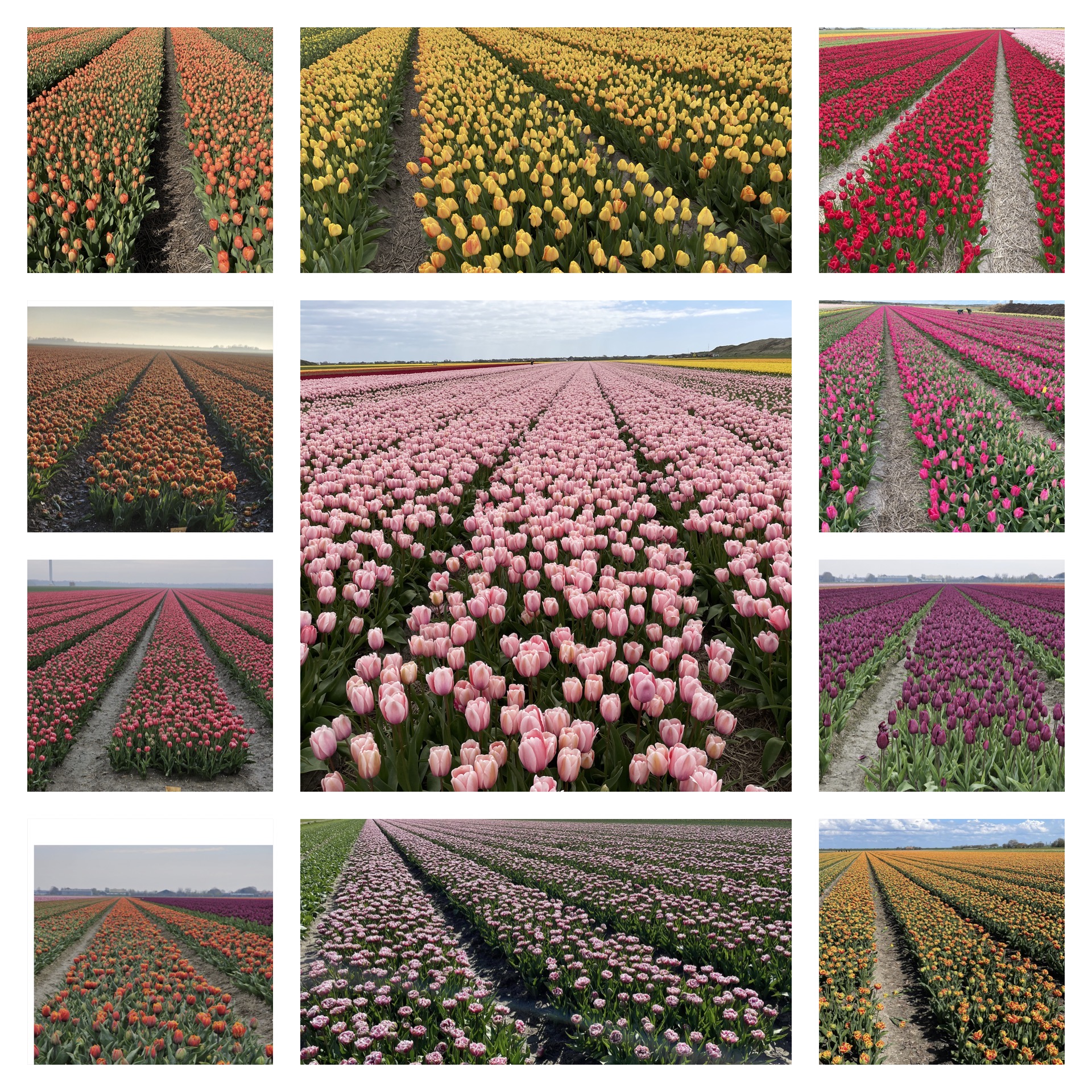 Groene veilingen op 23 en 24 mei a.s.