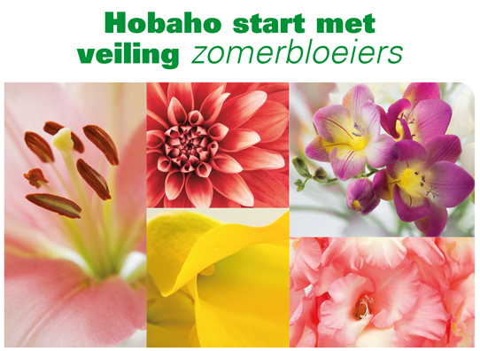 Hobaho start met veiling zomerbloeiers