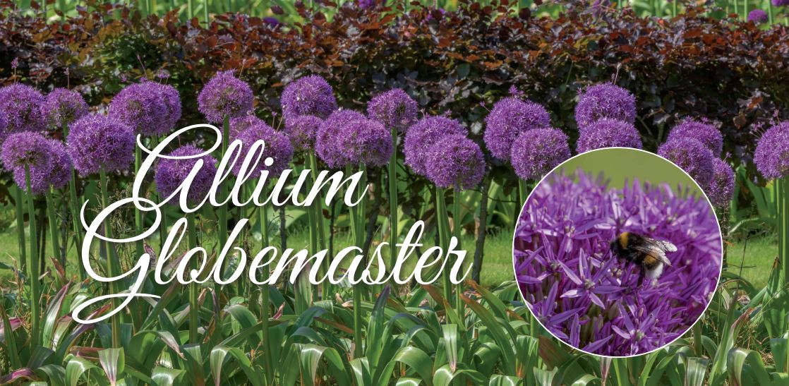 Nieuwe kwekersvereniging Allium Globemaster