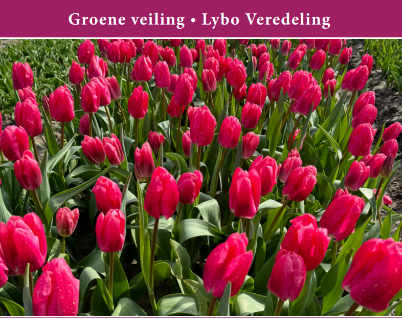 Groene Veiling Lybo Veredeling op 18 april 2024