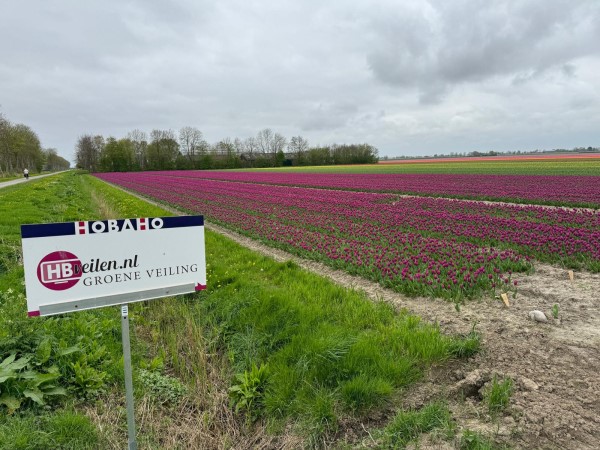 Groene veiling Purple Prince bij Kortstra-Kwant