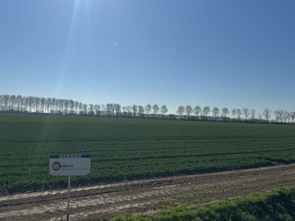 Groene veiling Bastiaanssen Agro Espel