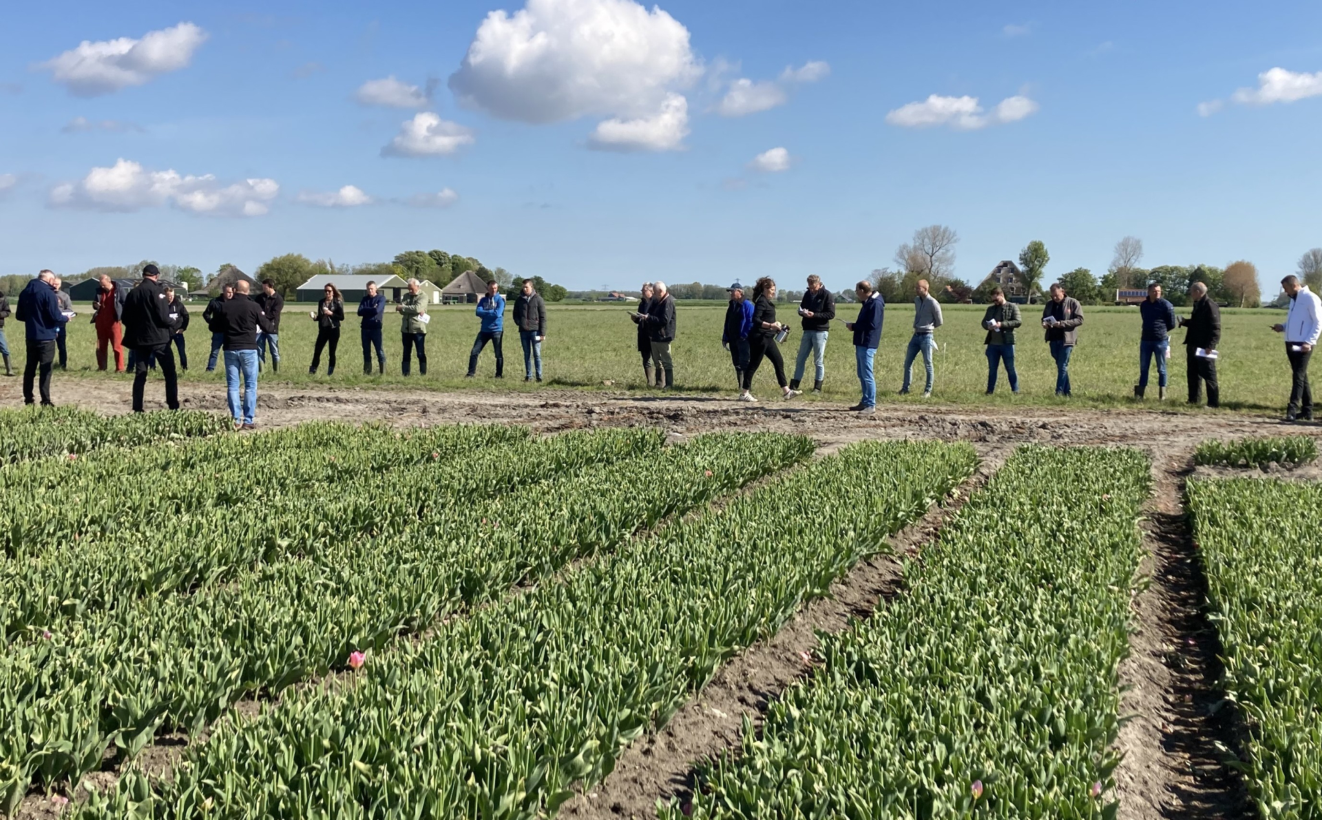 Catalogi Groene Veilingen 2025 