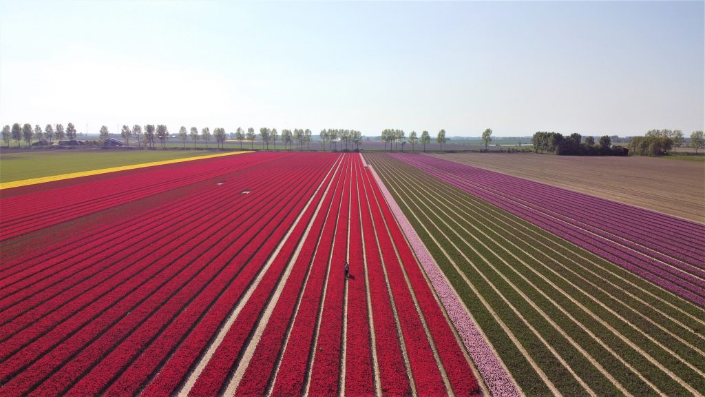 Gerealiseerde prijzen Groene Veilingen 2025 