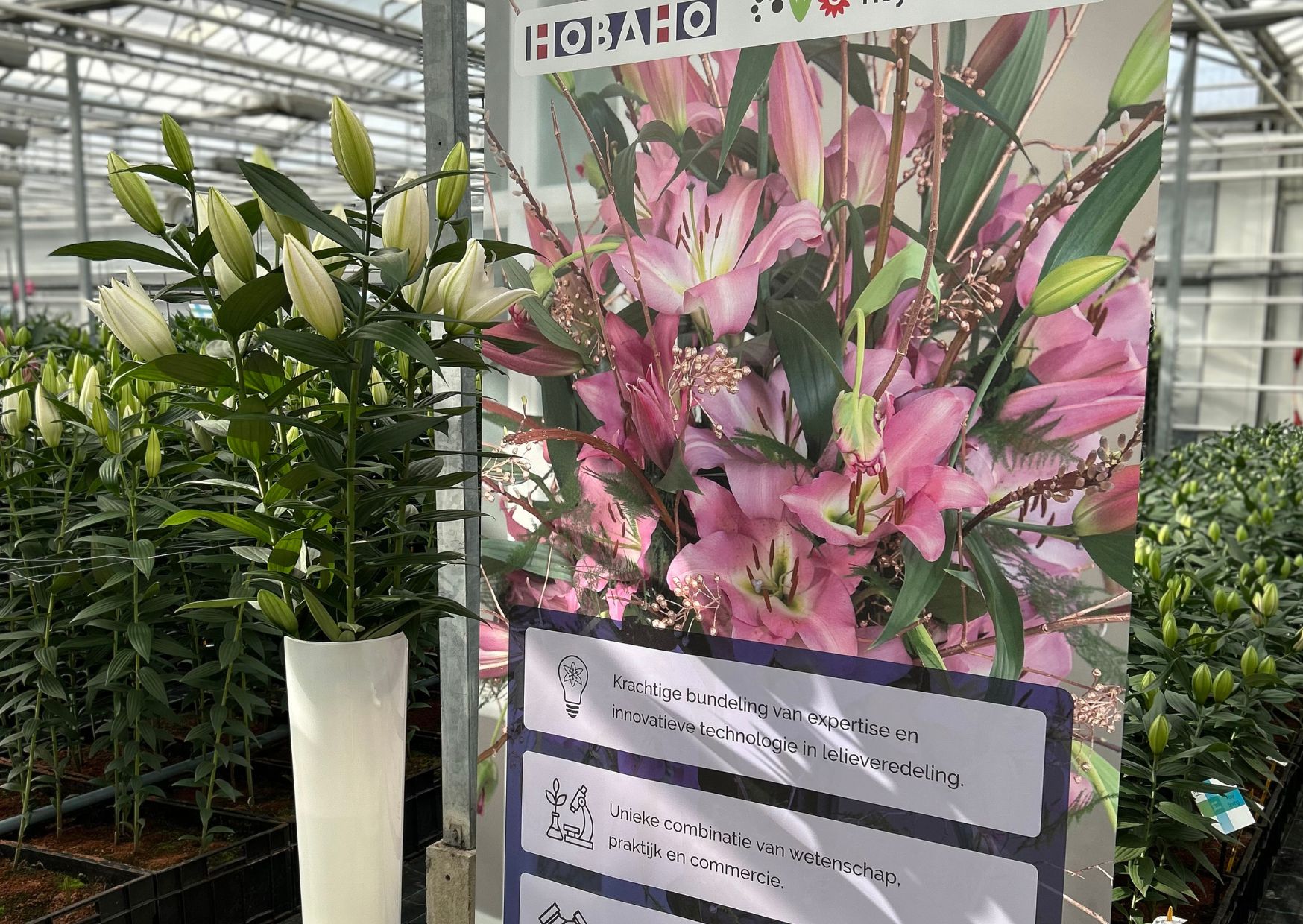 Dutch Lily Days 2025