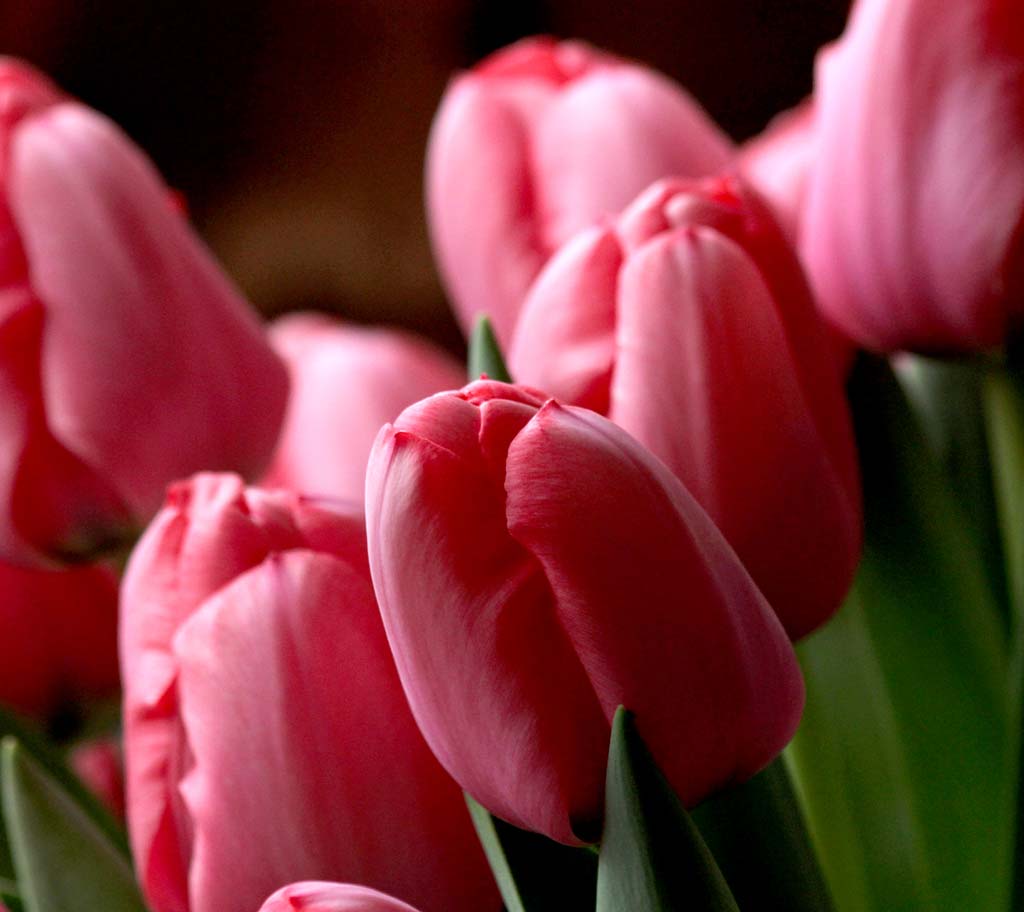 Tulip Trade Event