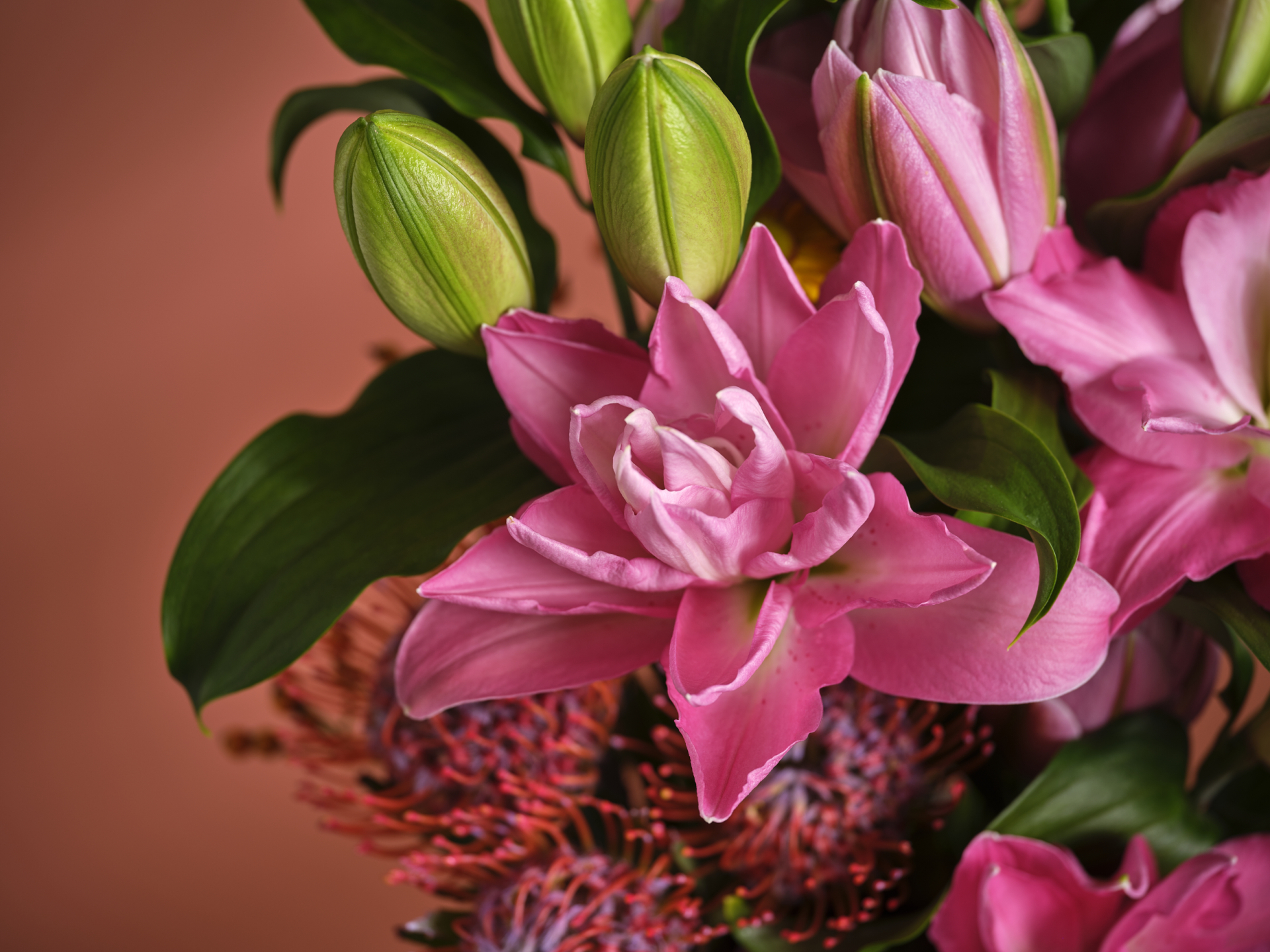 Dutch Lily Days 2026