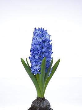 Aqua® 3