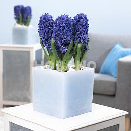 Blue Pearl® 7