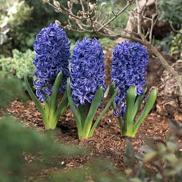 Blue Pearl® 5