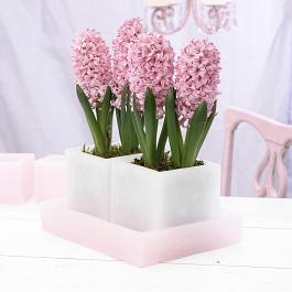 Pink Surprise 17