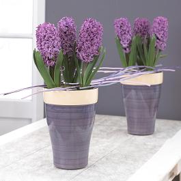 Purple Sensation® 14