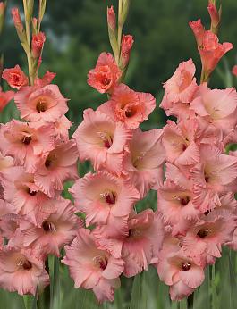 Georgia Peach® 5