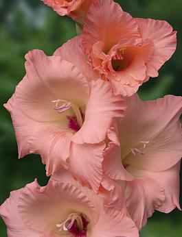 Georgia Peach® 4