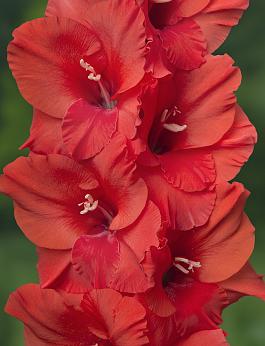 Rosiebee Red® 19