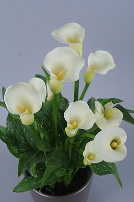 White Flirt® 8