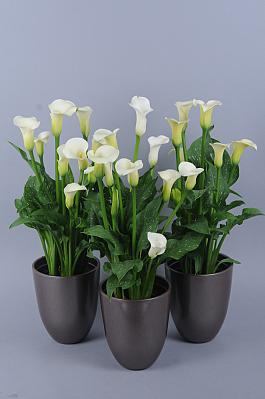 White Flirt® 1
