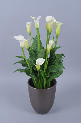 White Flirt® 0