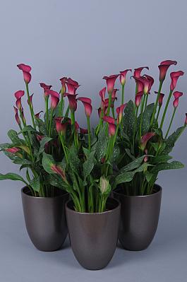 Flirt® 13