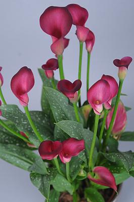 Flirt® 12