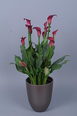 Flirt® 11