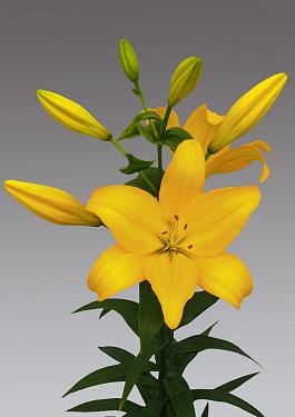 Beau Soleil® 18