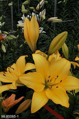 Beau Soleil® 17