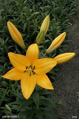 Beau Soleil® 16