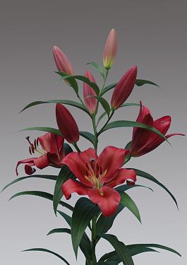 Red Desire® 10