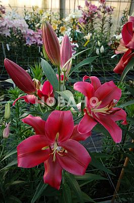 Red Desire® 8