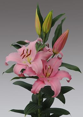 Think Pink® 17