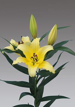 Yellow Strike® 15
