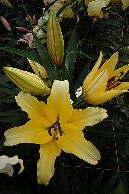 Yellow Strike® 14