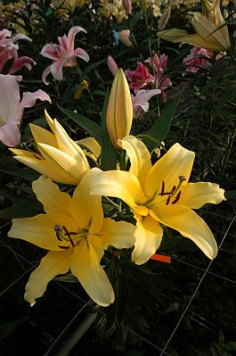 Yellow Strike® 13