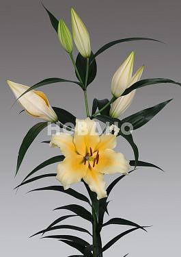 Zirkonia® 12