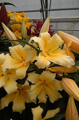 Zirkonia® 11
