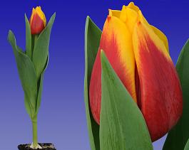 Dutch Affair 15