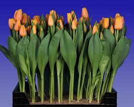 Dutch Pride® 1