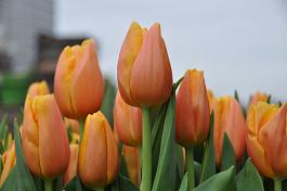 Dutch Pride® 19