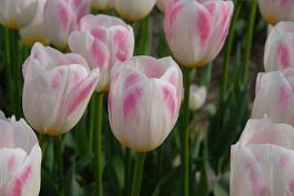 First Blush® 10