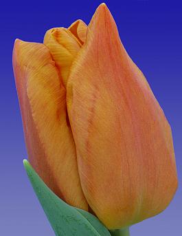 Janneke's Orange® 16
