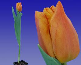 Janneke's Orange® 19
