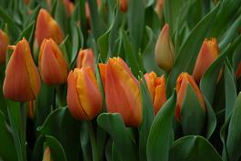 Janneke's Orange® 14