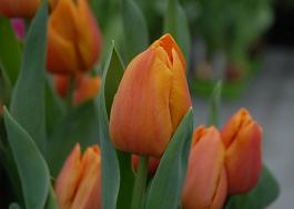 Janneke's Orange® 13
