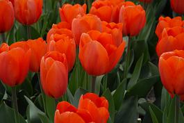 Orange Balloon® 16