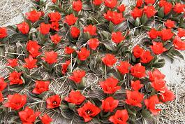 Royal Anthos® 5