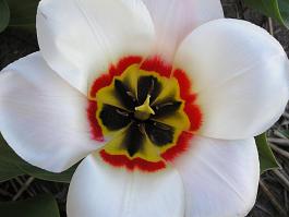 Willem vanden Akker® 10